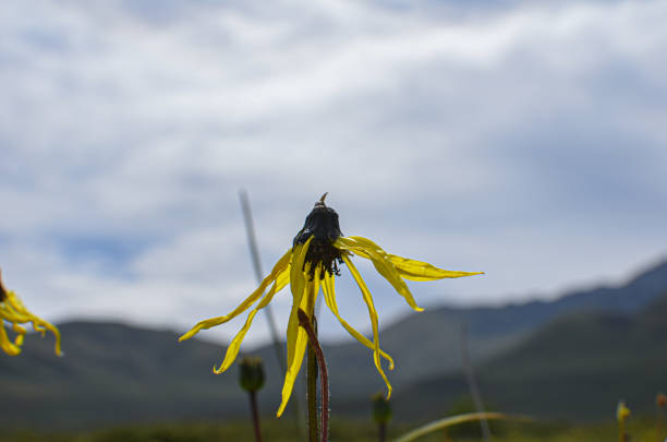 Summer flowers blooming in Nianbaoyuze National Geopark, located in Jiuzhi county, Qinghai province of China. fairy lake, disfrutando del impresionante paisaje en el geoparque nacional nianbaoyuze, ubicado en el condado de jiuzhi, provincia de qinghai de china. una pequeña flor silvestre amarilla en el geoparque nacional de nianbaoyuze, qinghai china - foto de ar