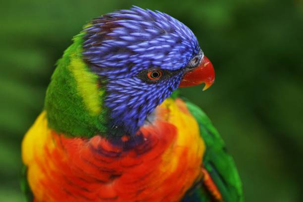 istock Close up of a Rainbow Rainbow lorikeet 1421015712