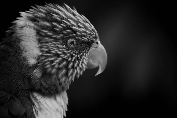istock Close up of a Rainbow Rainbow lorikeet 1421015723