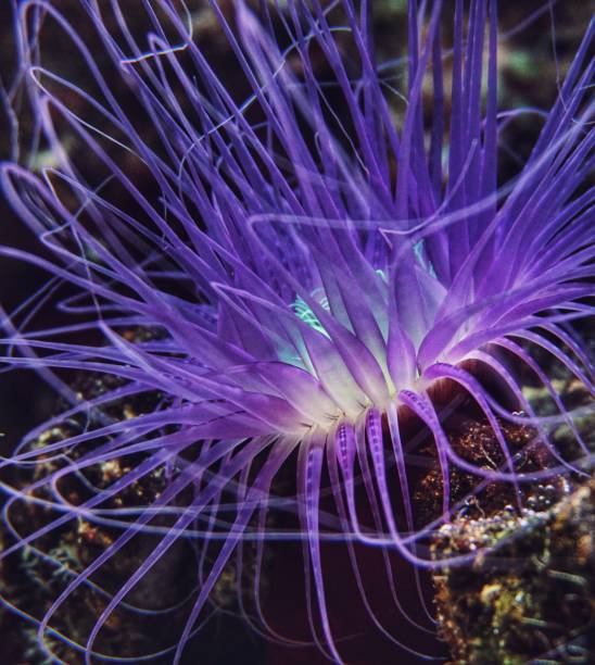 istock Close up of a Sea anemone 1421015994