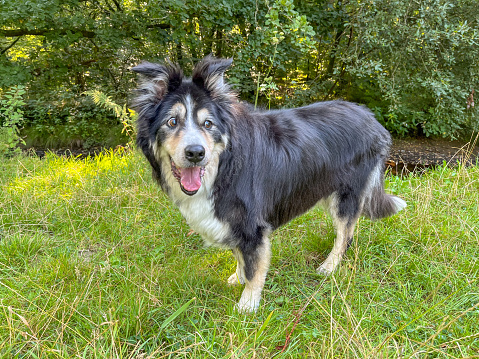 A cute and obedient Border Collie in field