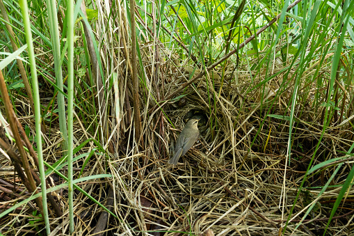 Chiffchaff feeding chicks in a nest during a breeding season in Estonian boreal forest