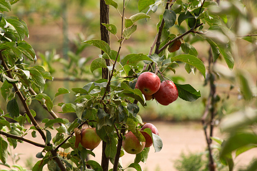 apple trees in the garden with fruits. ripe apples. harvesting apples.