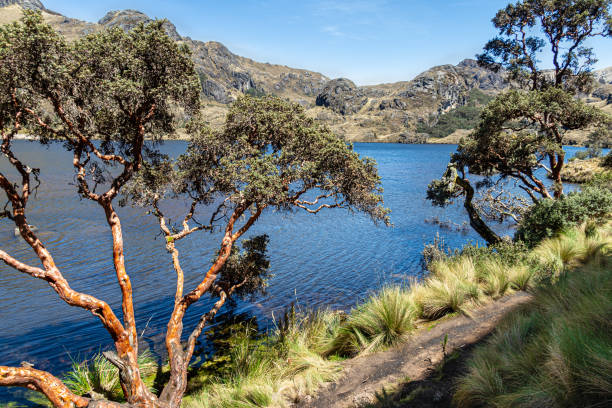 istock El Cajas National park, Toreadora lake. Ecuador 1421020560