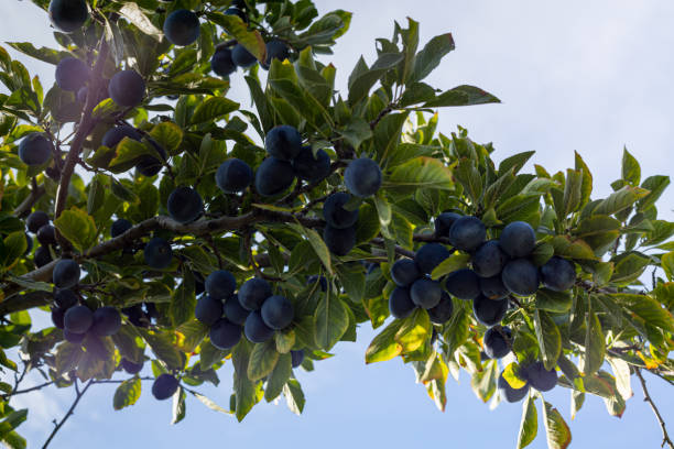 Ripe blue purple plums and green leaves on branch Ripe blue purple plums and green leaves on branch plum tree stock pictures, royalty-free photos & images