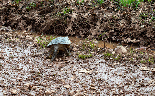 This common snapping turtle wastes no time crossing the road and heading for a ditch full of muddy water following a heavy rain in Missouri