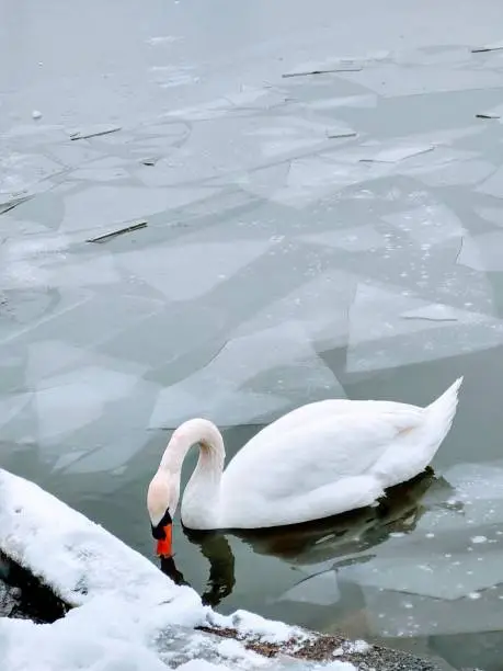 Winter day, a swan is swimming across a frozen lake.