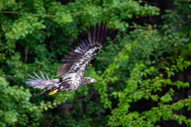 istock Juvenile bald eagle (Haliaeetus leucocephalus) flying in front of trees 1421023492