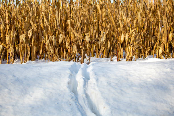 tracce di cervi dalla coda bianca nella neve del wisconsin che escono da un campo di grano - corn snow field winter foto e immagini stock