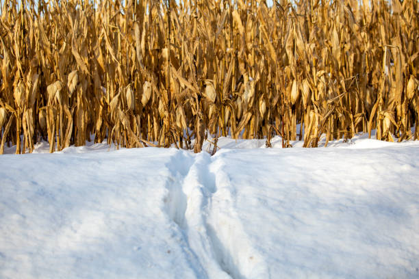 옥수수밭에서 나오는 위�스콘신 눈의 흰 꼬리 사슴 트랙 - corn snow field winter 뉴스 사진 이미지