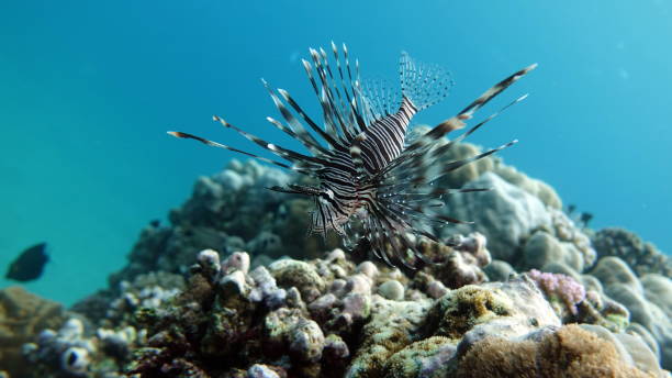 istock Lion Fish in the Red Sea. 1421023652