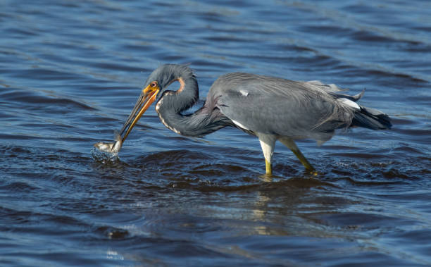 трехцветный цапля - tricolored heron стоковые фото и изображения