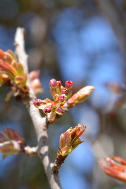 istock Japanese flowering cherry Kanzan 1421024379