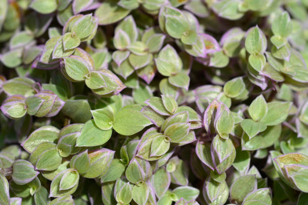 istock Creeping inchplant Pink Lady 1421024384