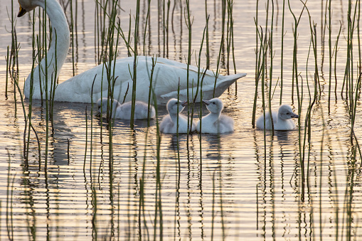 Close-up of Whooper swan chicks feeding on a lake during a beautiful summery sunset