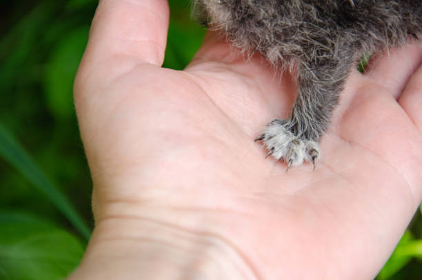 istock a small kitten's paw with claws on the palm 1421027279