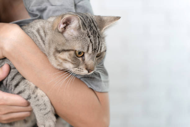 istock Cute tabby cat in owner's embrace. 1421027814