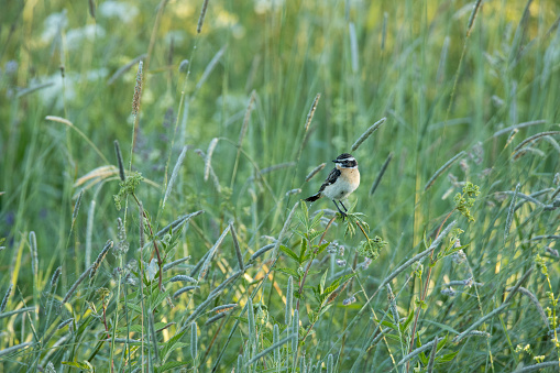 European songbird Whinchat, Saxicola rubetra perched on vegetation on a summer morning in Estonia