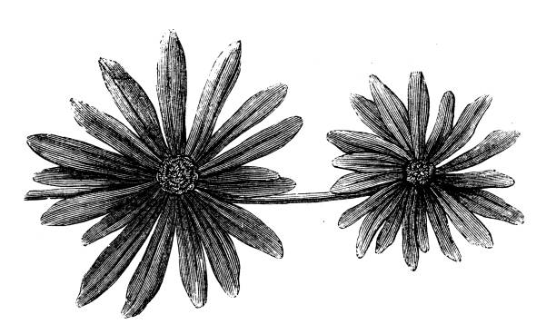 istock Antique illustration, geology: Annularia leaf fossil 1421030821