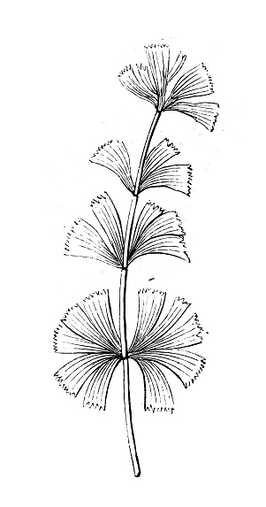 Antique illustration, geology: Sphenophyllum branch