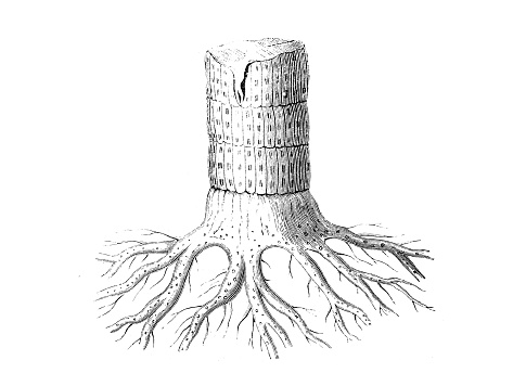 Antique illustration, geology: Sigillaria plant fossil