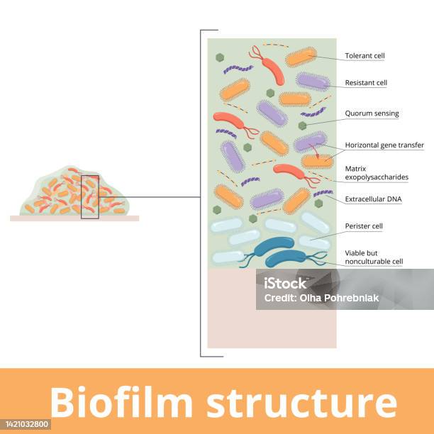 Structure Du Biofilm Vecteurs Libres De Droits Et Plus D images structure-du-biofilm-vecteurs-libres-de-droits-et-plus-d-images