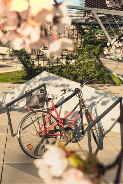 istock Bicycles parking under Sakura trees and the cherry blossoms glittering in the warm sunlight on sunny spring time. Rental bike concept. Nature landscape with pink blossom tree 1421032991
