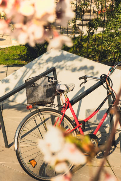 istock Bicycles parking under Sakura trees and the cherry blossoms glittering in the warm sunlight on sunny spring time. Rental bike concept. Nature landscape with pink blossom tree 1421033013