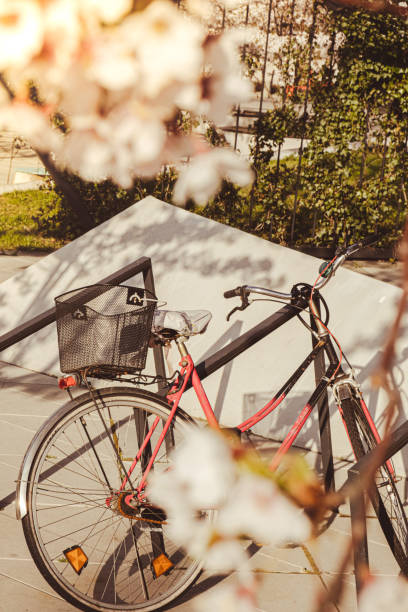 Bicycles parking under Sakura trees and the cherry blossoms glittering in the warm sunlight on sunny spring time. Rental bike concept. Nature landscape with pink blossom tree