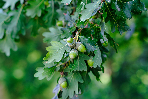 Horizontal closeup photo of fresh new leaves on the branches of an Oak tree in an organic garden in Spring
