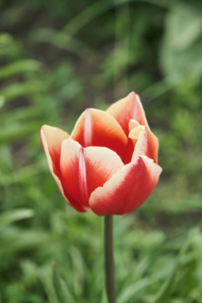 istock Big flower bed with tulips close up. Spring flowers. 1421034522