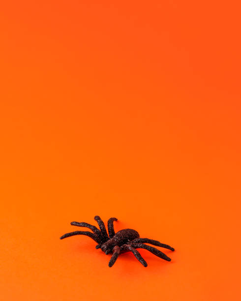 istock One small black horror spider on orange backdrop with copy space. Halloween decoration spooky background concept for holidays 1421035232