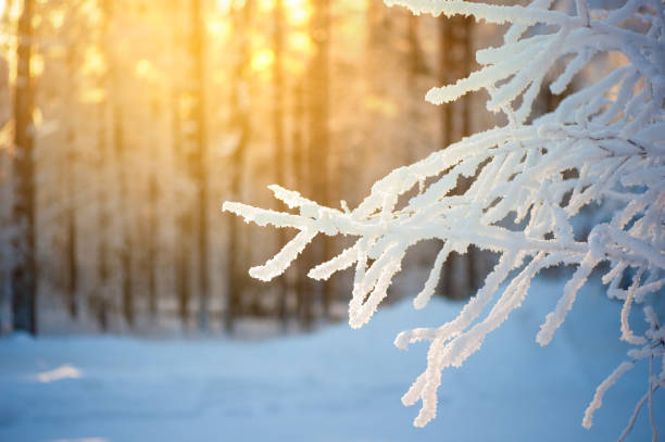 istock Snowy birch tree branch against blurred winter forest and sunlight in the background. 1421037543