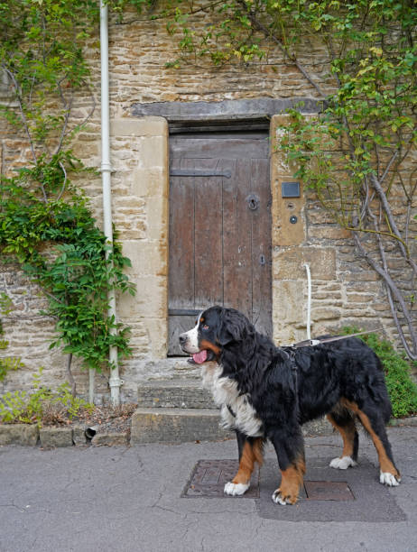 Bernese Mountain Dog standing in the street, old stone house with wooden door in the background Small market town Corsham in England bernese mountain dog photos stock pictures, royalty-free photos & images