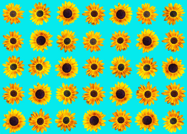Sunflower heads on white background seamless pattern, illustration