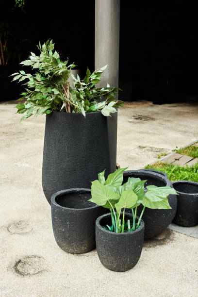 istock outdoor flowers in flower pots 1421040425