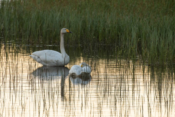 cisne cantor quedándose dormido en una noche de verano cerca de kuusamo - finland lake summer couple fotografías e imágenes de stock