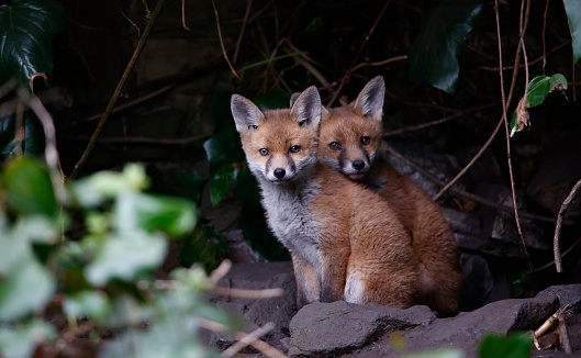 Fox cubs emerging from their garden den