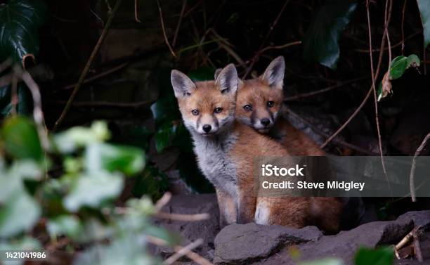Fox Cubs Emerging From Their Garden Den Stock Photo - Download Image Now - Fox Pup, Fox, Animal