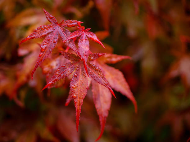 赤いカエデの木の葉、美しい赤い紅葉のクローズアップ写真 - japanese maple leaf autumn abstract ストックフォトと画像