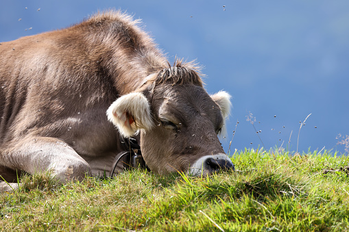 cow is resting on a meadow in summer