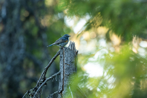 Beautiful Red-flanked bluetail, Tarsiger cyanurus perched on an old broken tree in a summery taiga forest near Kuusamo, Northern Finland