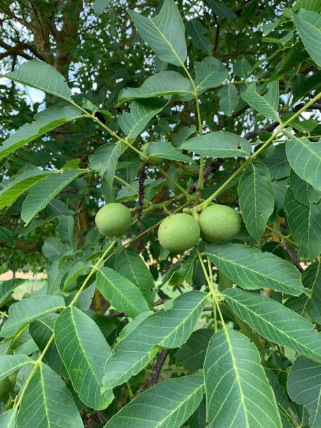 istock Fruits of a green walnut growing on a tree, close-up 1421045143