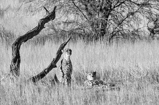 Cheetah (Acinonyx jubatus) mother and cubs. Ndutu region of Ngorongoro Conservation Area, Tanzania, Africa