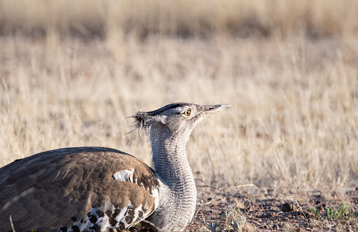 A Kori Bustard in Kalahari savannah