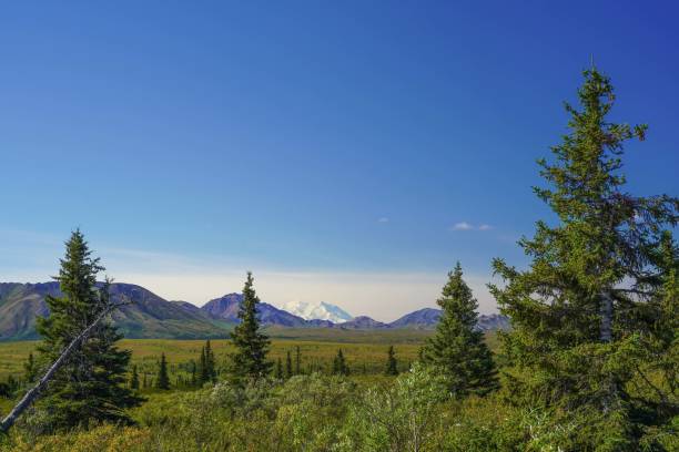 гора денали в рамке sitka spruce на аляске, сша - forest alaska plant sitka spruce стоковые фото и изображения