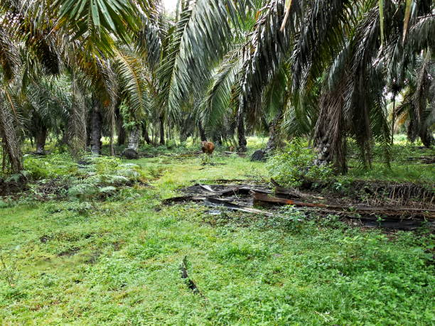 istock Wild Cows in Palm Plantation3 1421046314