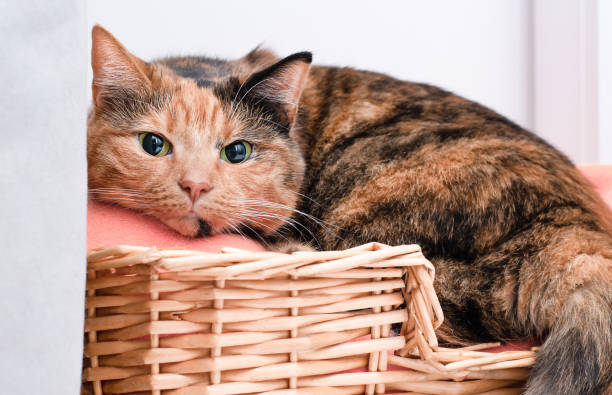 istock domestic cat in a wicker basket 1421046424