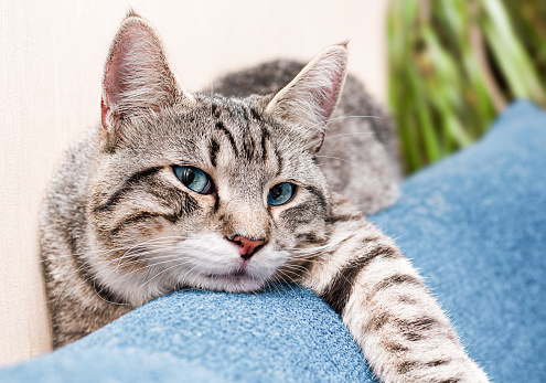 gray striped domestic cat resting on the back of the sofa and looking at the camera