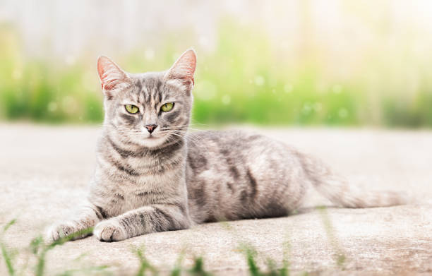 istock cat on the street 1421046462